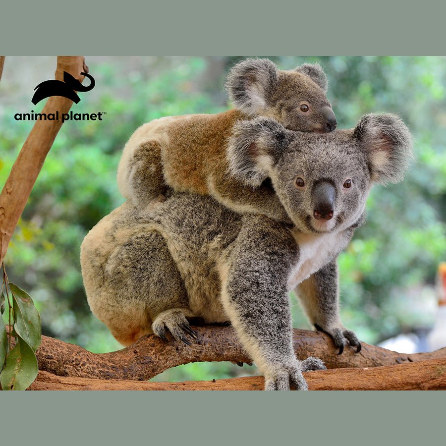 Prime 3D Animal Planet Koalas 500 Piece Puzzle - John Adams