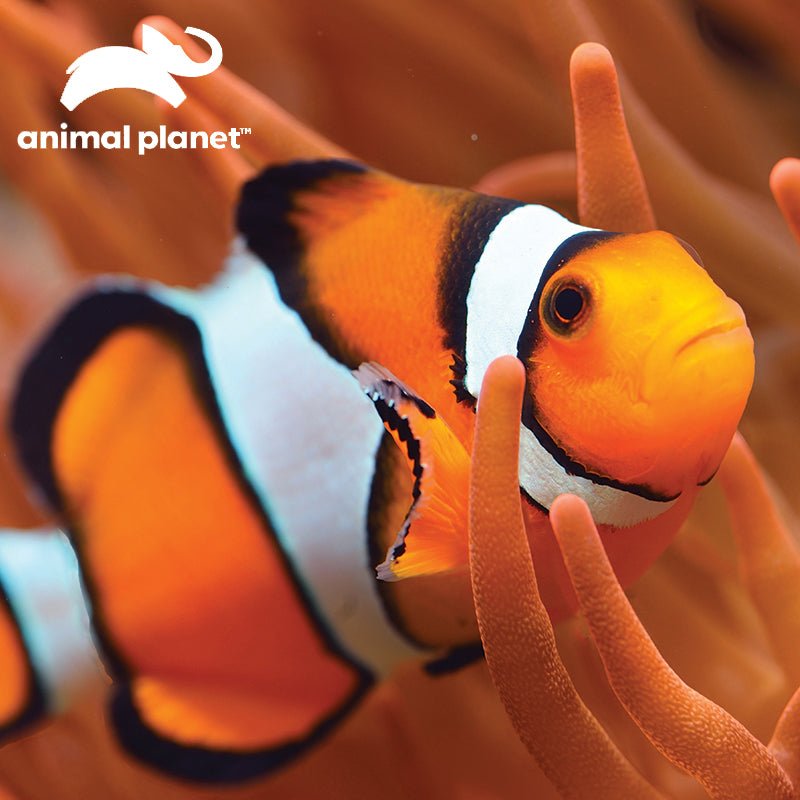 Prime 3D Animal Planet Clown Fish 150 Piece Puzzle - John Adams