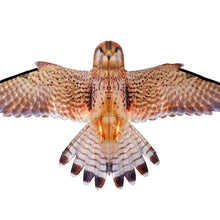 Brookite Kestrel Fun Kite - John Adams