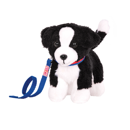 Border Collie Pup