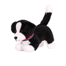 Border Collie Pup - John Adams