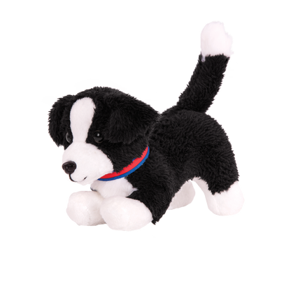 Border Collie Pup
