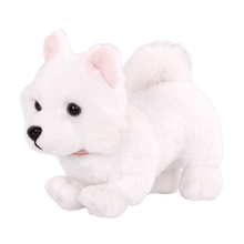 American Eskimo Pup - John Adams