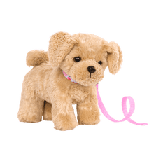 Goldendoodle Pup - John Adams
